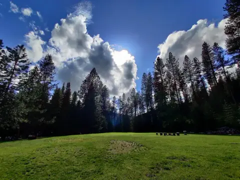 A grassy clearing is surrounded by tall evergreen trees under a cloudy sky.