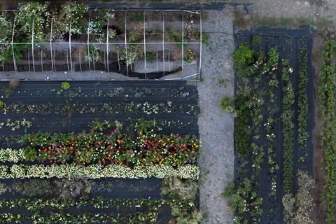 An aerial view shows rows of crops and a greenhouse in a garden.