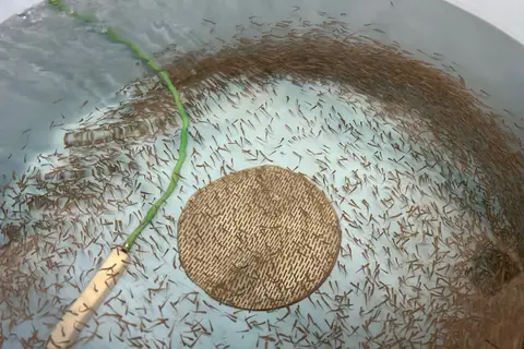 A large group of small fish swimming in a circular tank.