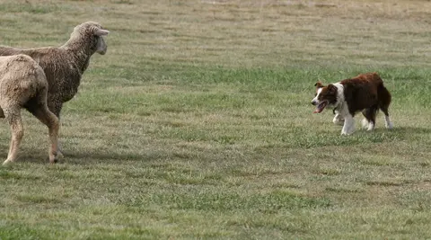 Sheepdog trials, Mendocino County Fair & Apple Show.