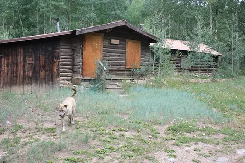 A dog walks in the grass in front of rustic wooden cabins in a forest.