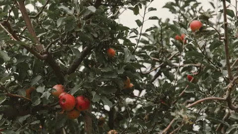 A photo of an apple tree laden with ripe red apples amongst green leaves.