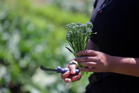 A person holds a bundle of freshly harvested broccoli and a knife.