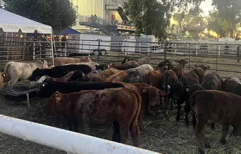 A large group of cattle gathered in pens outdoors.
