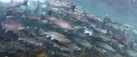 An underwater view shows a large school of salmon swimming together.