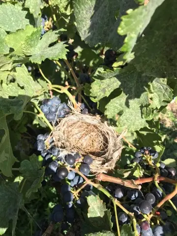 A bird's nest nestled among grapevines with ripe dark grapes.