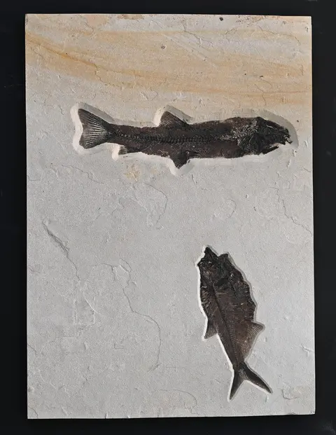 A slab of rock containing two fossilized fish.