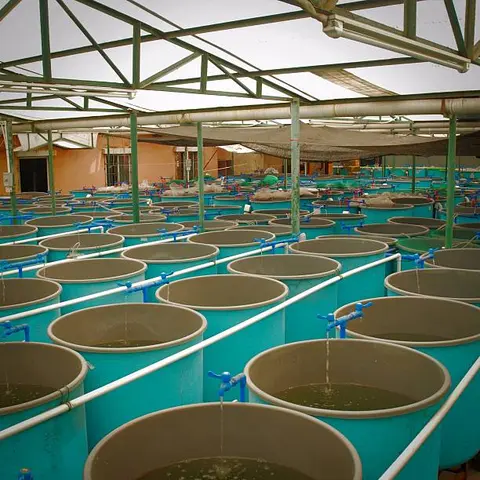 Numerous blue circular tanks for fish farming fill a large greenhouse structure.