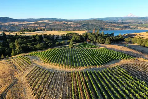 An aerial view of a vineyard with rows of grapevines and a mountain in the background.