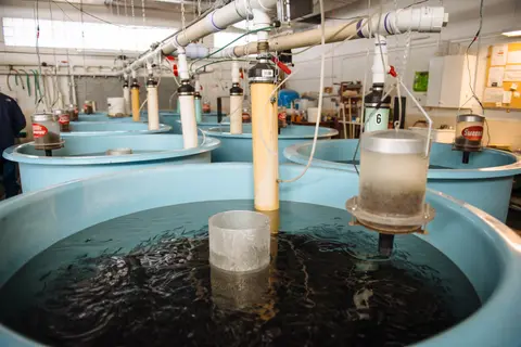 An indoor view of large blue tanks filled with fish at a hatchery.