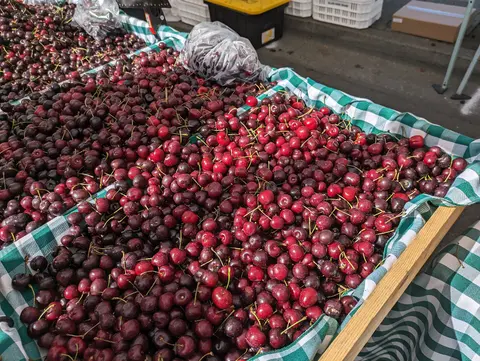 Fresh cherries, San Leandro Cherry Festival.