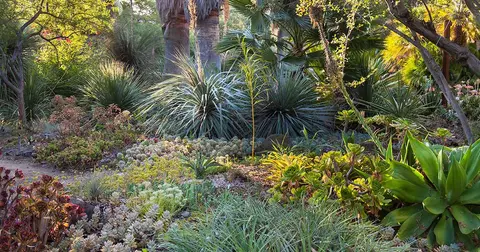 A garden with diverse plants, including succulents and palms, under sunlight.