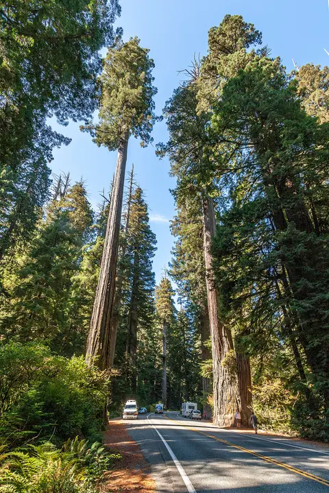 Highway 199 through redwoods, Smith River Scenic Byway.