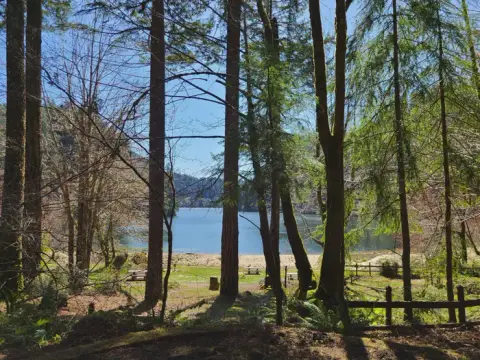A view of a lake through tall pine trees.