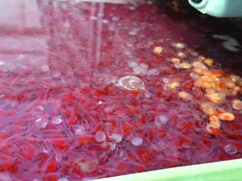 A close-up photograph shows numerous small reddish aquatic creatures or fish larvae in a container of water.