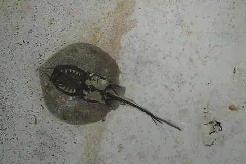 A fossilized stingray embedded in a slab of stone.