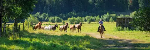 A cowboy rides a horse while herding a group of horses across a grassy field near a forest.