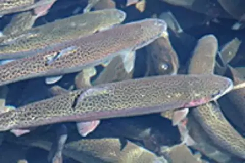 A close-up view of several trout swimming together in water.