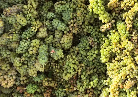 A close-up view of freshly harvested green grapes.