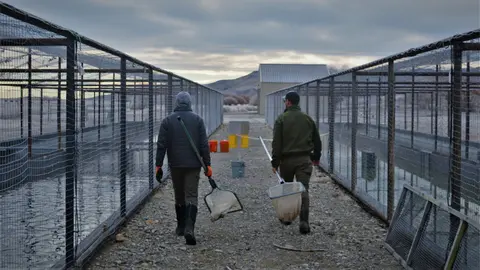 Two workers walk between outdoor fish raceways carrying nets.