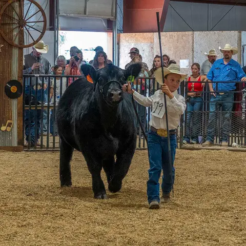 A young boy leads a black calf in an arena while spectators watch.