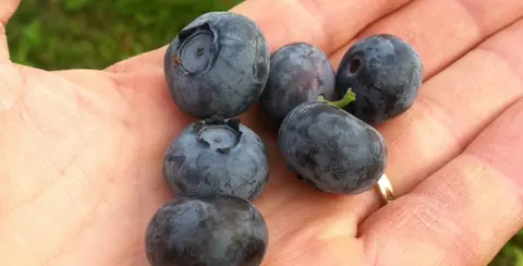 Freshly picked blueberries resting in an open hand.