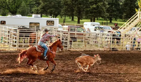 A cowgirl on a horse ropes a calf in an arena.