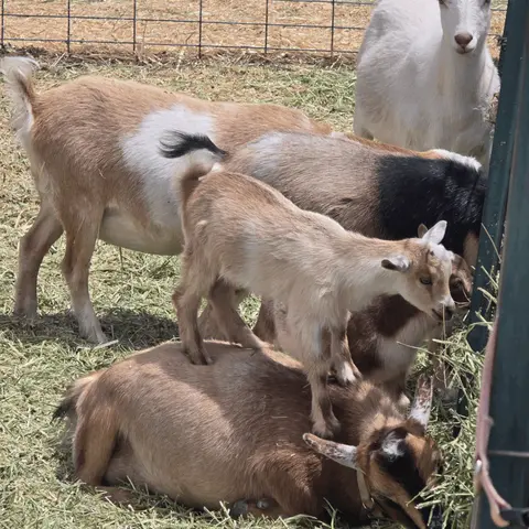 Several goats stand and lie in a hay-filled pen.