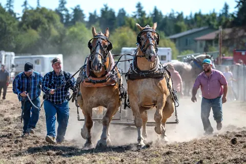 Draft horses pulling a load in a dirt arena with handlers walking alongside.