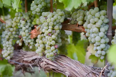 Clusters of green grapes hang from a grapevine.