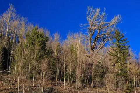 Forest along Wheeler Peak Scenic Drive.