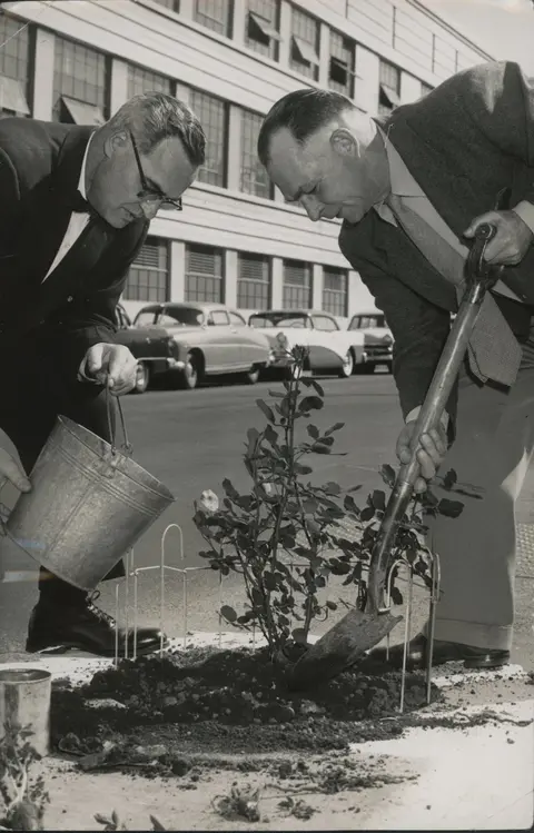 Black and white historic photo of two men planting a tree.