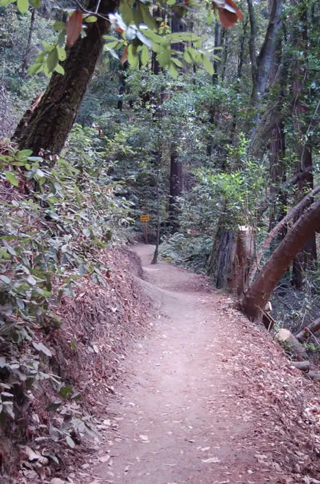 A narrow dirt path winds through a dense forest with tall trees.