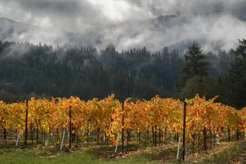 A vineyard in autumn with golden and orange leaves against a backdrop of pine trees and foggy mountains.