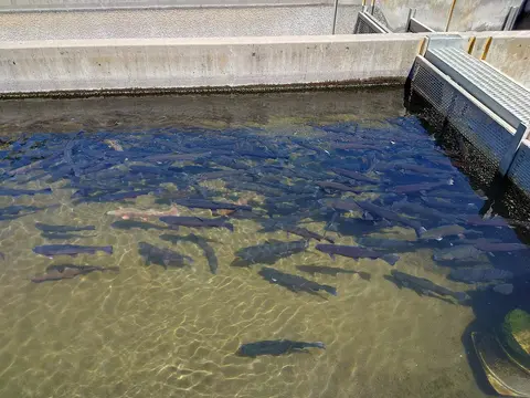 A concrete pool contains many fish swimming in clear water.