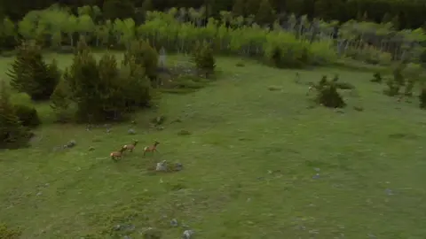 An aerial view of elk running across a grassy meadow near trees.