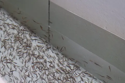 A large group of small fish swim in a tank.