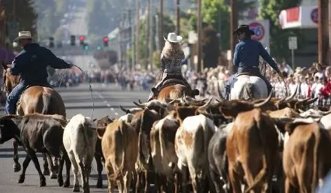 Cowboys on horseback herd cattle down a city street as a crowd watches.