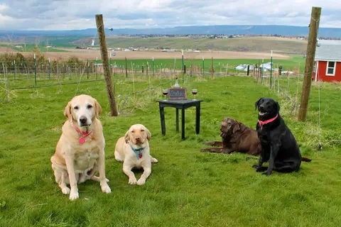 Four Labrador retrievers sit in a grassy field with a small table behind them.