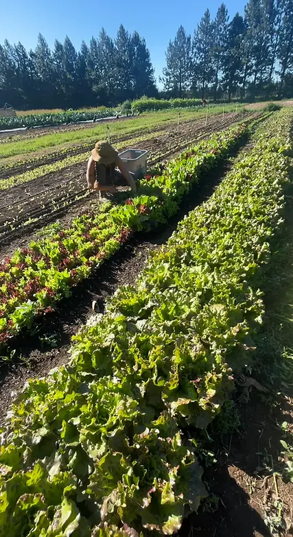 A person harvests lettuce in rows on a farm.