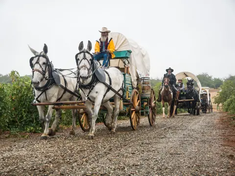 Covered wagons are pulled by mules and horses along a gravel road.