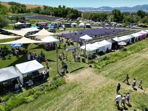 An aerial view shows an outdoor festival with tents and food trucks set up next to a field of lavender.