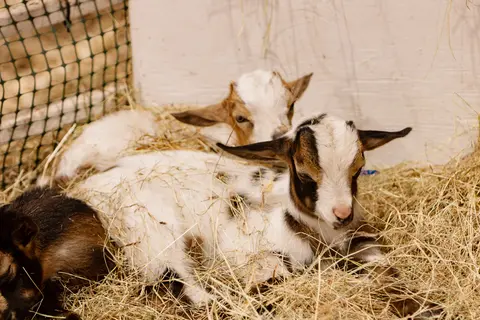 Three young goats rest together in a bed of hay.