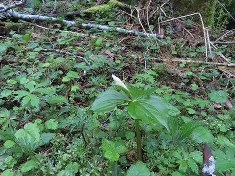 A single white trillium flower blooming among forest undergrowth and fallen branches.