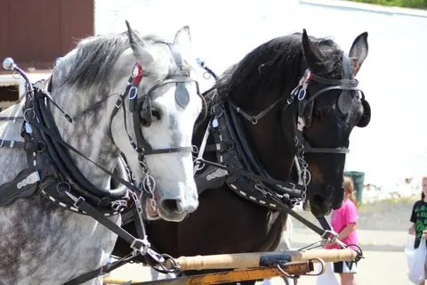 A close-up shot of two harnessed horses wearing bridles.