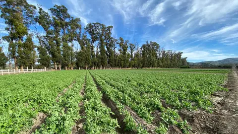 Rows of green crops growing in a field with tall trees under a blue sky.