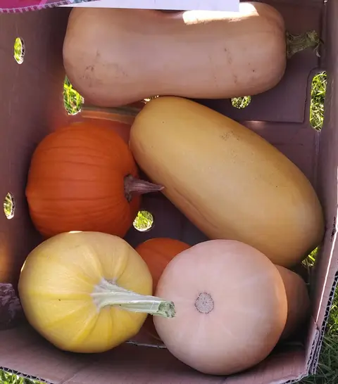 A cardboard box filled with various pumpkins and squash.