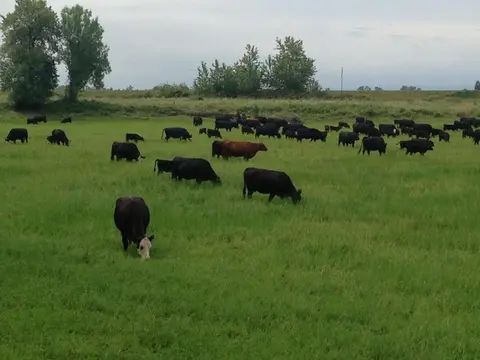 A herd of cattle grazing in a green pasture.