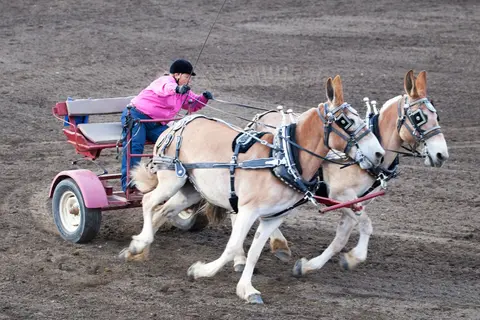 A person driving a two-wheeled cart pulled by two mules on a dirt track.