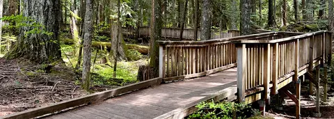 A wooden boardwalk winds through a dense forest with large trees and greenery.
